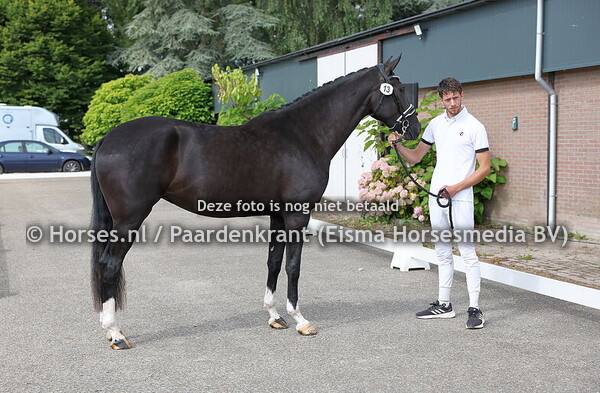 13 Rosemary (Jameson RS2 x Ivory v. Emerson)