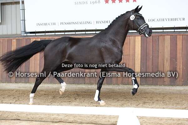 12 Shakira Stuifakker (Le Formidable x Jurona v. Charmeur)