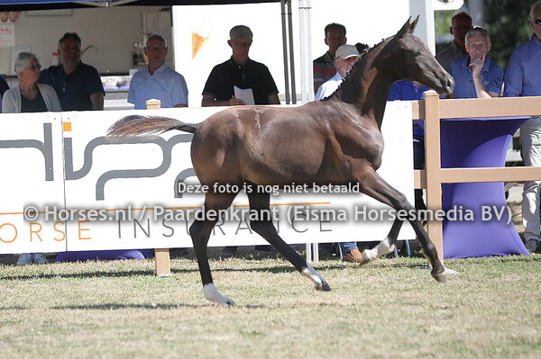 47 Saliante (Nacho x Chippendale)