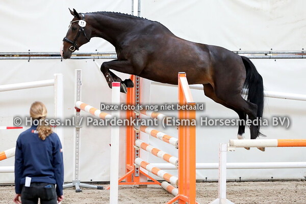 11 Allrise (Gentleman x Jakira v. Darnels)