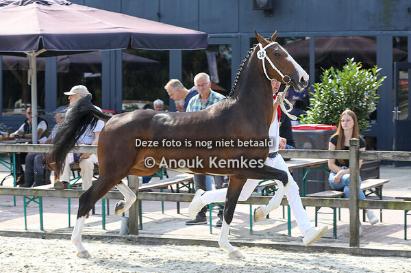 Rakerna PSH ( Lexington x Saffraan ) 