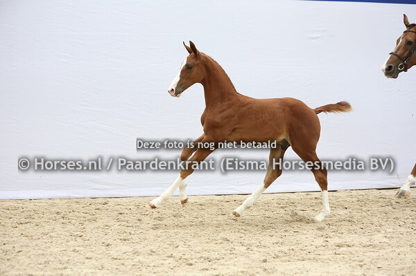 16 Velaquez (Tattoo  x Neetkje v. Jacadello)