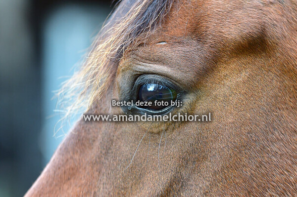 Fiona ponykamp 12 okt 