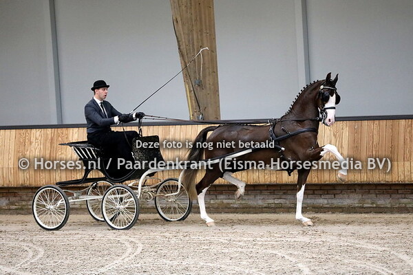 30-10-2021 KWPN-tuigpaarden IBOP Ermelo