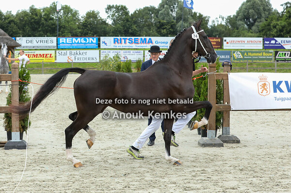 74 - Rosie Jay C ( Nel-Mar Hummer x Plains Liberator )