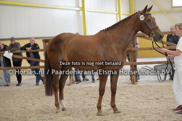 169 Narista (Bubalu VDL x Tayny v. Cavalier)