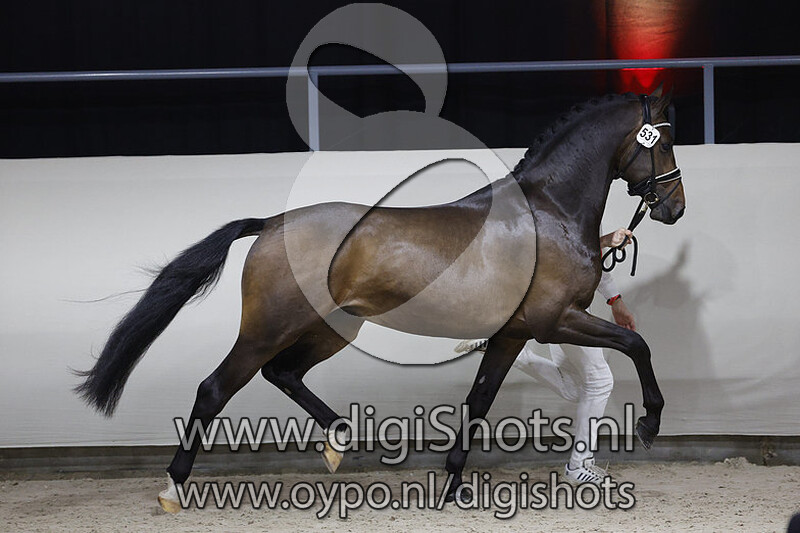 Olympus VDT v. Blue Hors Romanov
