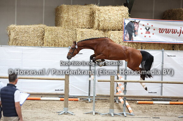 20 Sarah Lin (Tangelo vd Zuuthoeve x Endelin v. Toulon)