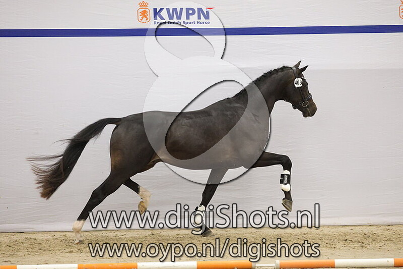 Tibor van Hof Anemone