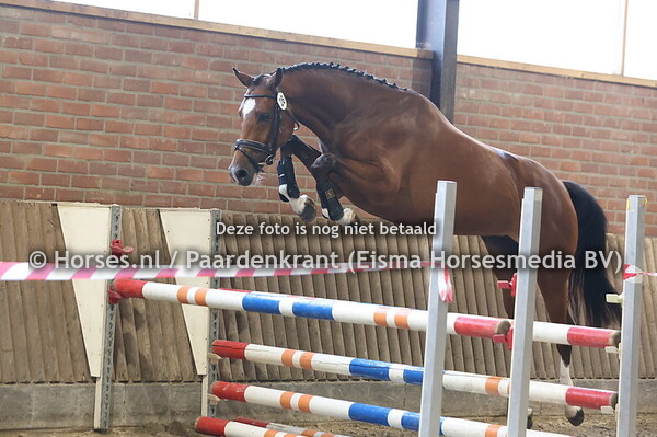 26 Satu Sijgje PLH (Mr Cornet de Regor x Romysijgje v. Cavados)