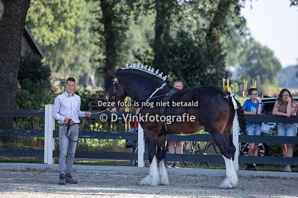 19. Hengsten 4 jaar eo