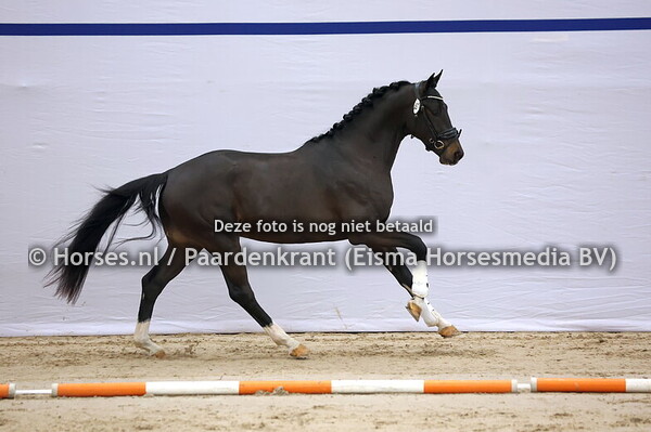 481 (Omar Sharif x Sir Oldenburg)