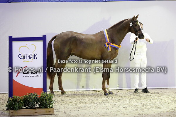 89 Salvator ter Putte (For Pleasure x Lady A v. Diamant de Semilly )