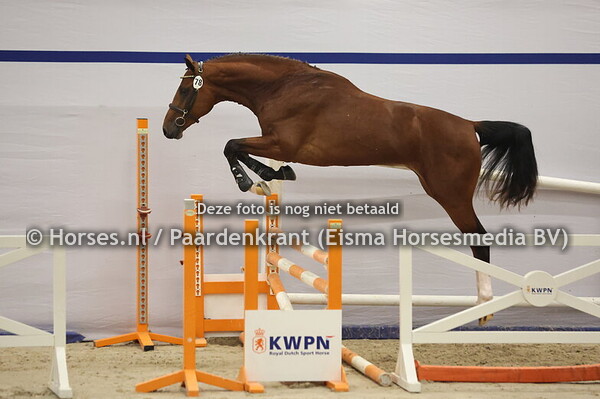 78 (Emerald van't Ruytershof x Toulon)