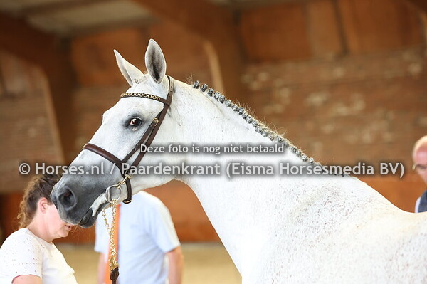 31 I-Wella (Mylord Carthago x Wella v.  Corland)