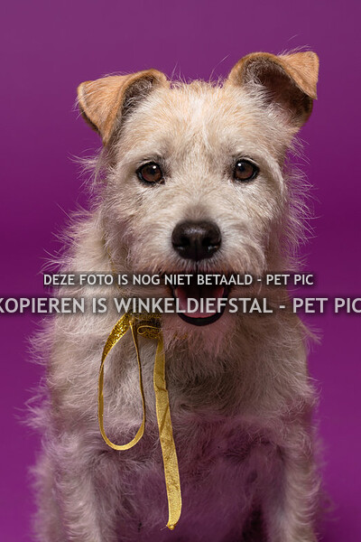 001 hond