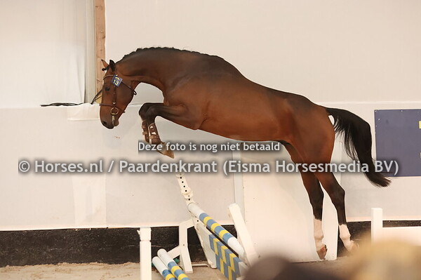 13 Habanero de la Tour Z (Hardrock Z x Diamant de S)