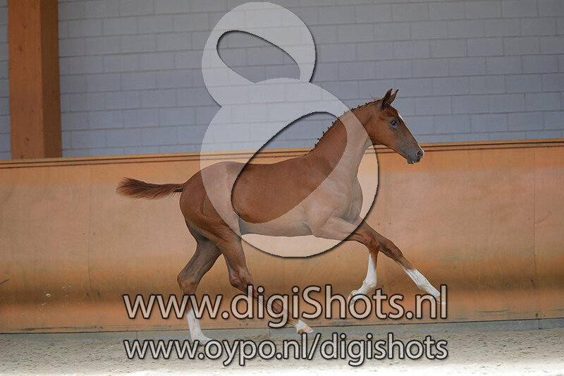 Ocirell v. Blue Hors Farrell