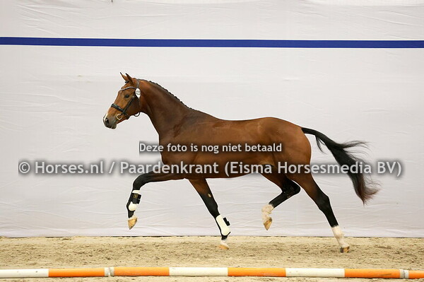 KWPN 1e bez 12 december dressuur 2024