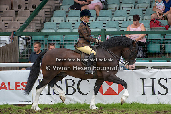 Ridden Cobs Championship