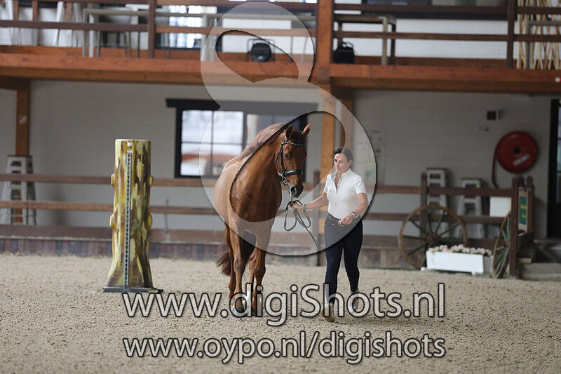 Golddream vd Kempenhoeve