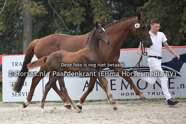 85 Onea (Ferguson x Blue Bell v. Krack C)