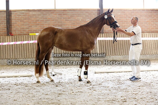 7 Sorginia vd Wtermolen (Kyton x Lazirginia v. Daily Diamond)
