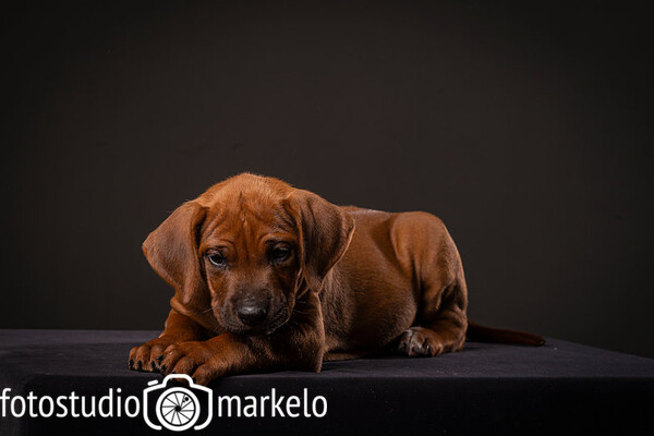 Pepper augustus 2021