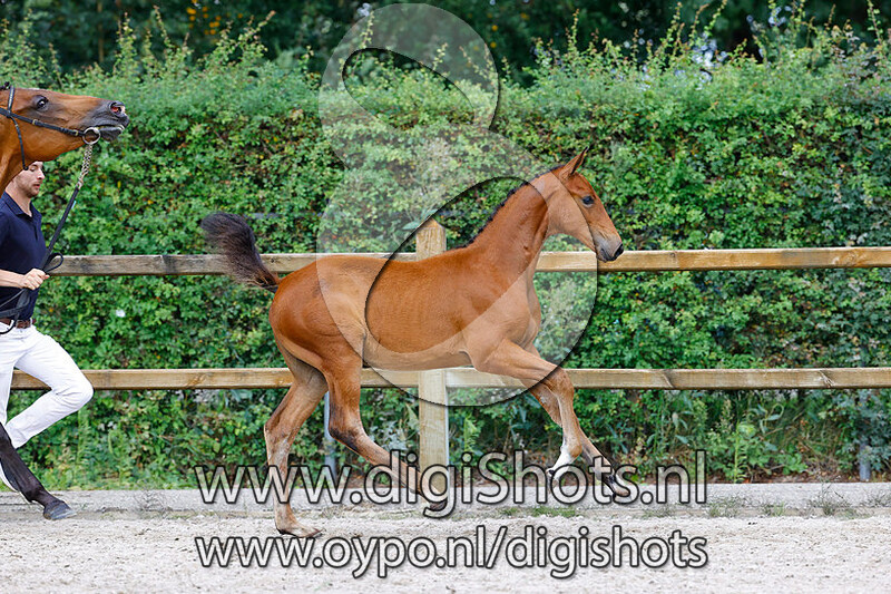 Eternity CS v. Emerald van 't Ruytershof