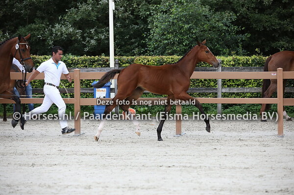 96 Onara K (Jack Daniels EB x Early Girl v. Lucky Boy)