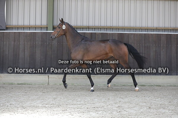 237 Maribelle (Expression x Allure v. Oscar)