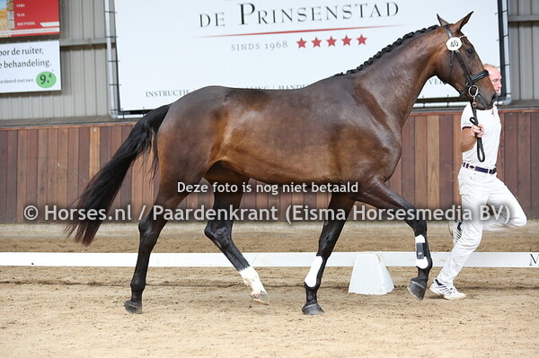 40 Signorita (So Perfect x Valencia v. Krack C)