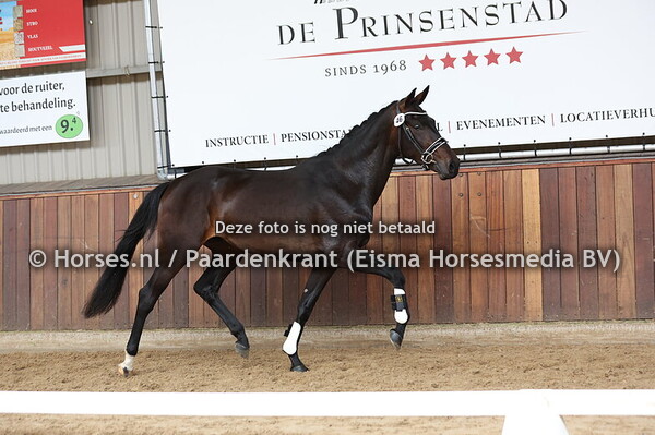 46 Savoie STRH (Fontaine TN x Vovalaise v. Dream Boy)