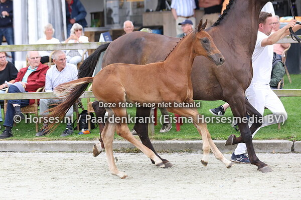 50  Valerio VH (Extreme US x Livera v. Uphill)