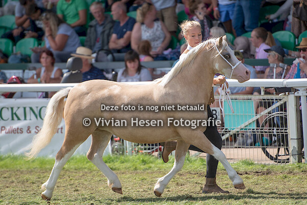 3 yo Fillies Section A