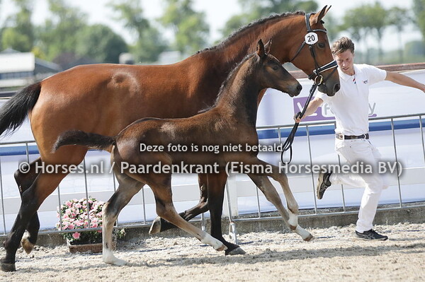 20 Sergant Pepper KN (Dancier Gold x E Tiana's Marieke KN v. Zizi Top)