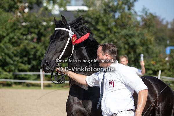 Rubriek 12 premiekeuring veulenboekruinen 3 jaar e.o.