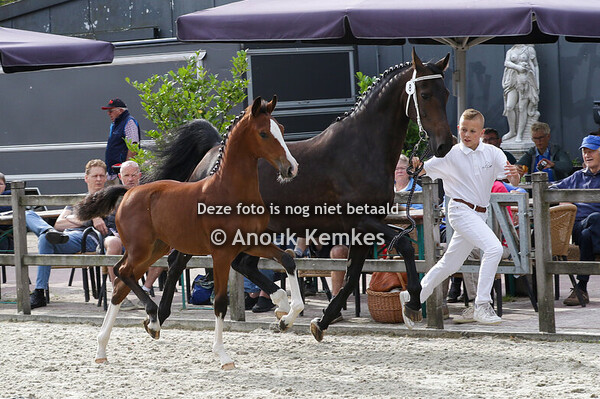 008 - UDOLINE DH OLYMPUS HS X MANNO D. HOFMAN JR, WORKUM