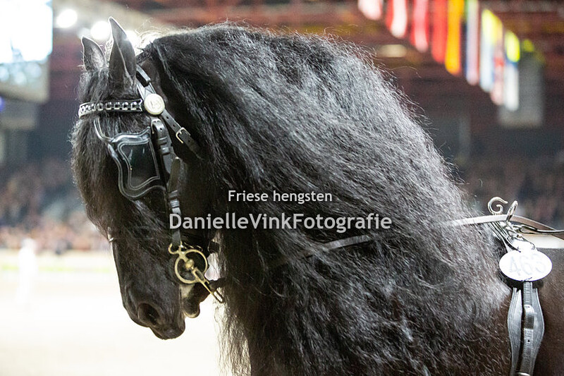 Hengstenkeuring 2020 Stendert 447