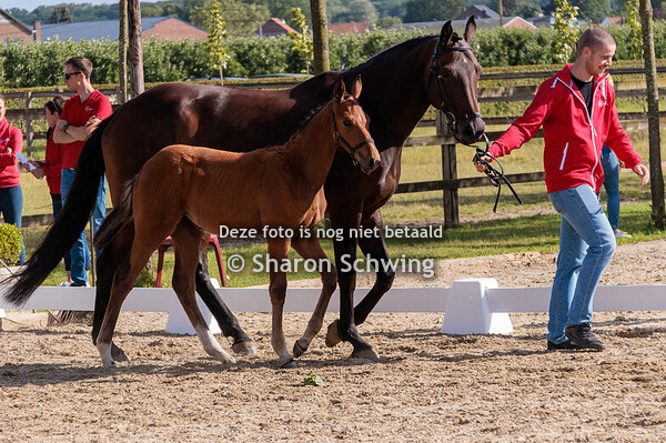 Vrouwelijke springveulens-oud