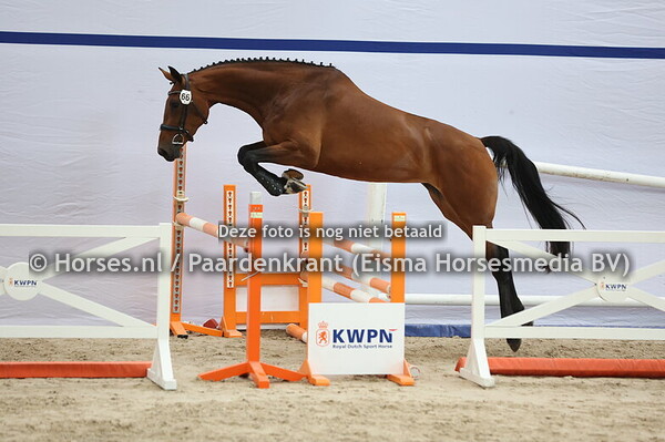 66 Sissy van de Vennen (Conthargos x Bagatelle v. Baloubet du R.)