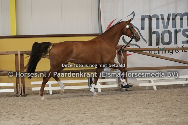 32 Oris-Linda (Daily Diamond x Zelinda v. Turbo Magic)