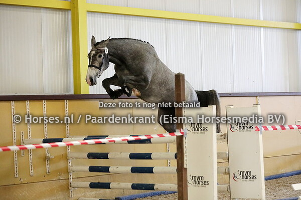 3 Poholivia VDL (Harley VDL x Holivia v.Zirocco Blue)