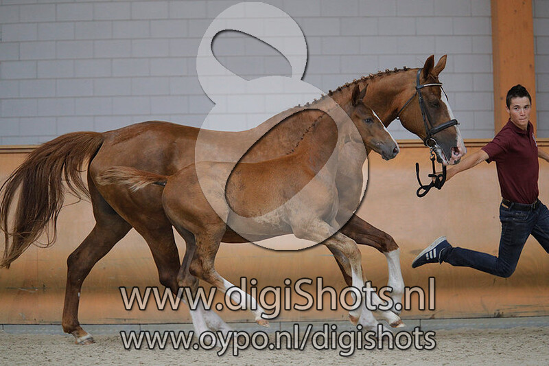 Observer S v. Glock's Toto Jr