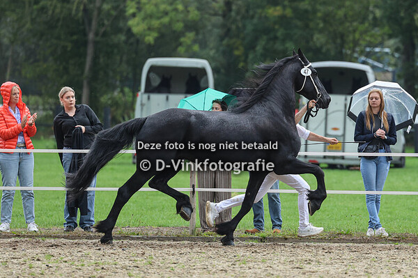 47. Beau fan Stal Bellefleur