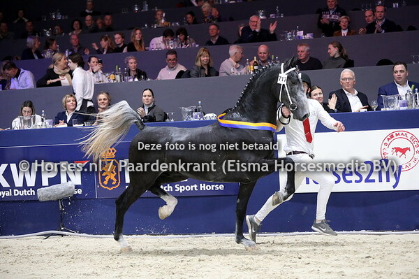 04-02-2023 KWPN HK tuigpaarden