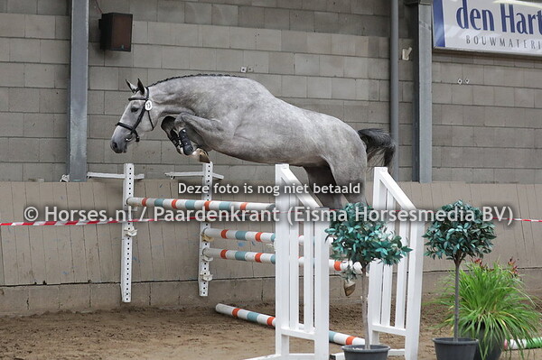 13 One Blue Kiss TCS-ES (CHacoon Blue x Covella v. Ukato)