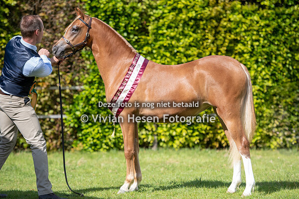 WPCV Premium Stallion & Youngstock Show