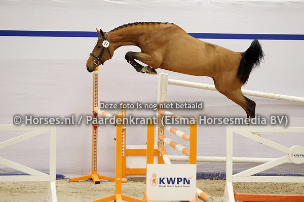 77 (Emerald van't Ruytershof x For Pleasure)