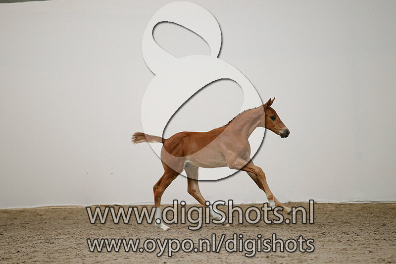 I am the one PS Z v. Im Special de Muze